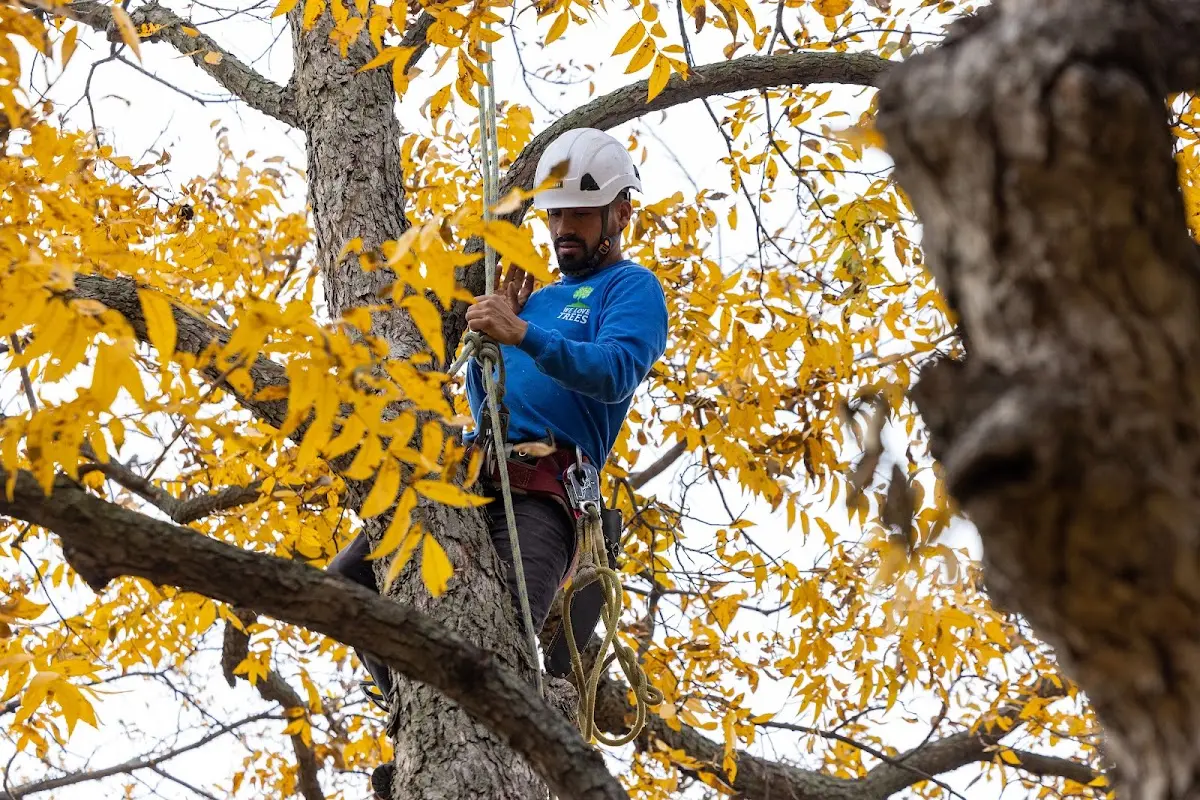 Skilled Tree Pruning crew working in Readsboro